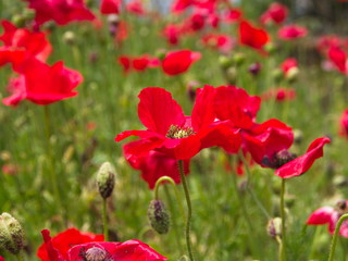 Himalayan Balsam Flower or Impatiens glandulifera from Himalaya Mountain. India and Tibet Area.