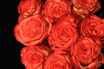 Bouquet of wonderful pink Roses against black Background