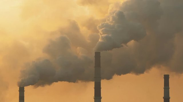 plant emits harmful smoke