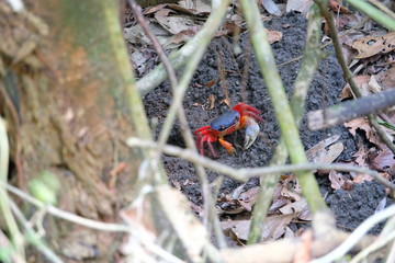 Crab at the beach