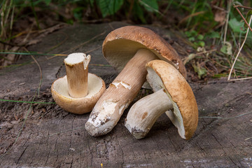 Several porcini mushrooms (Boletus edulis, cep, penny bun, porcino or king bolete) on wooden...