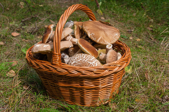 Porcini mushrooms (Boletus edulis, cep, penny bun, porcino or king bolete) in the wicker basket on natural background..
