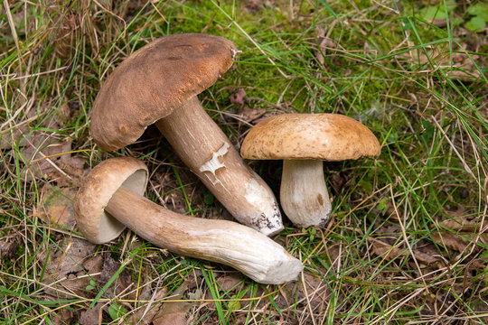 Group of porcini mushrooms (Boletus edulis, cep, penny bun, porcino or king bolete) on natural background..