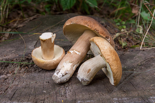 Several porcini mushrooms (Boletus edulis, cep, penny bun, porcino or king bolete) on wooden background..