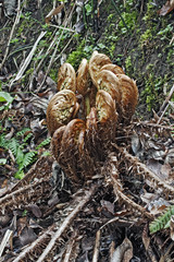 Thick stemmed wood fern (Dryopteris crassirhizoma). Known also as Crown wood fern.
