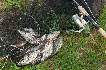 Black fishing net with catched freshwater fish and fishing rod with reel on natural background.