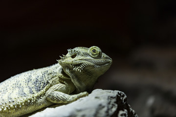 bearded dragon