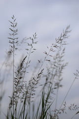 Grass against the sky