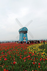The wild tulip landscape of dongting.  