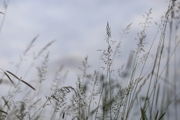 Grass against the sky