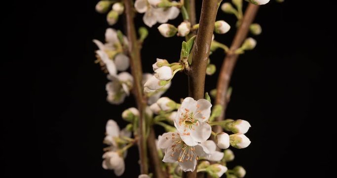 Time lapse of a beautiful plum flowers on black background, 4K DCI