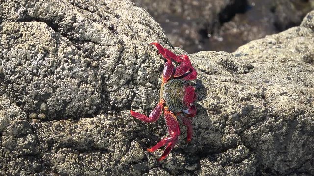 Klippenkrabbe, Krabbe, Atlantik, Fels, K&uuml;ste, Strand, Meer, Atlantik, Fuerteventura, 