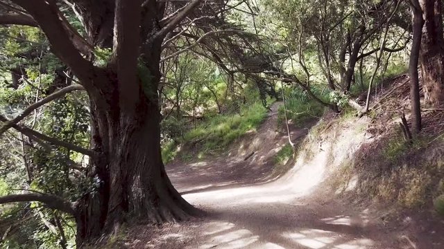 Mount Victoria Spooky Old Pine Tree Path