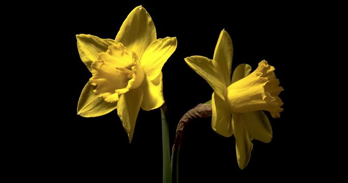Timelapse of two yellow narcissus flowers blooming on black background in 4K 