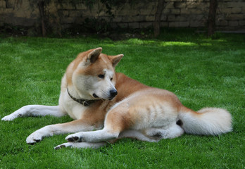 Dog enjoying in the yard