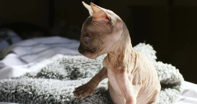 hairless little kitten plays with toy on bed closeup purebred canadian sphinx breed playful cat lovely funny pets gray texture skin wrinkles playing kitty sitting blue eyes looking camera portrait