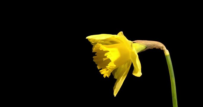 Beautiful yellow spring daffodil time-lapse, copy-space