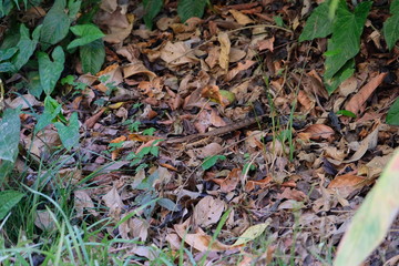 Hidden bird breeding