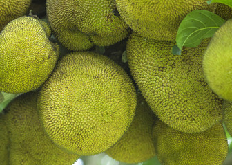 Jackfruit an isolated on background