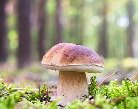 edible mushroom in autumn forest
