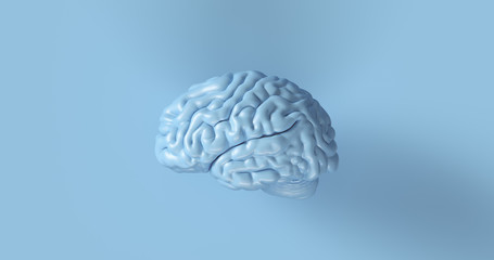 Blue Human brain Anatomical Model 3d illustration	