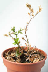 Withered and dried plant in the pot isolated on white background.