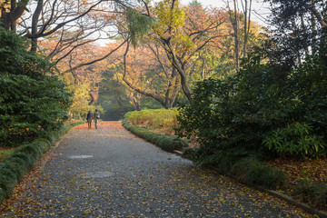 Fototapeta premium 秋の公園