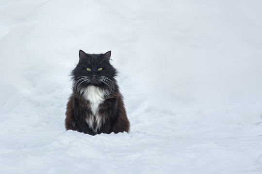 Black cat on the snow