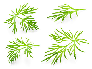 Dill. Fresh dill on white. Dill isolated.