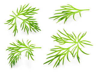 Fototapeta premium Dill. Fresh dill on white. Dill isolated.