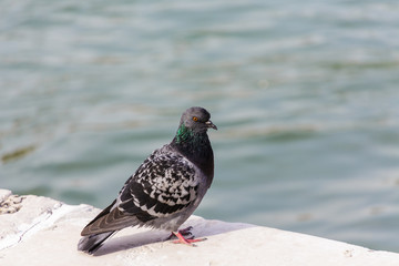 Pigeon on Dock