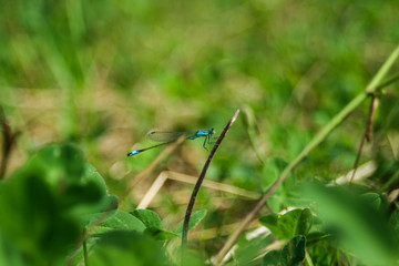 dragonfly