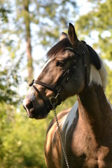 Obraz premium Horses