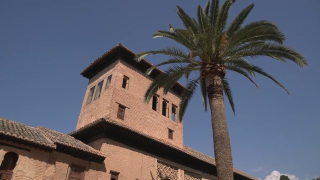 Palm tree in front of Torre de las Damas