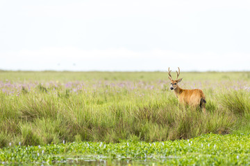 Male Marsh Deer (Blastocerus dichotomus)