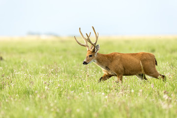 Male Marsh Deer (Blastocerus dichotomus)