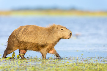 Capybara (Hydrochaeris hydrochaeris)