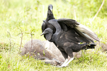Black Vulture (Coragyps atratus)