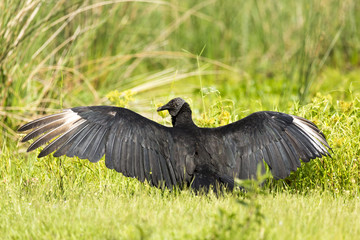Black Vulture (Coragyps atratus)