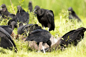 Black Vulture (Coragyps atratus)