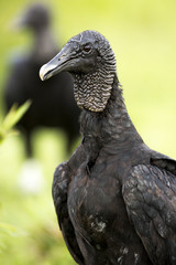 Naklejka premium Black Vulture (Coragyps atratus)