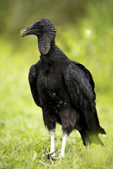Black Vulture (Coragyps atratus)
