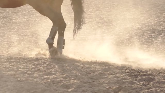 Close-up of a professional horse hooves while training. Close-up of legs of a horse in training at a horse farm. Slow motion.