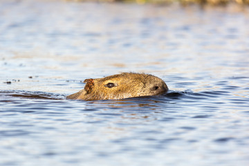 Capybara (Hydrochaeris hydrochaeris)