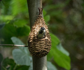 Nesting Bird