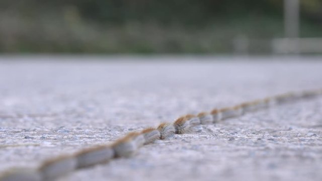 Caterpillars in line