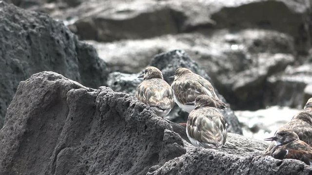 Sandregenpfeifer, Charadrius hiaticula, am Strand, Fuerteventura, Vogel, 4K