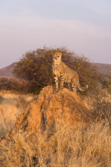 Male cheetah on lookout © Melanie