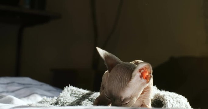 little bald kitten sitting paw cosed and open his beautiful big eyes prepare place for sleep Sphynx breed cat portrait cute home animal vet grooming health care grey pussycat sunlight background
