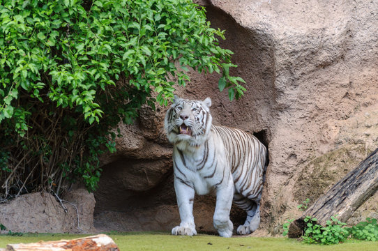 white tiger in the zoo close up